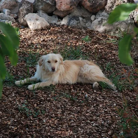 Oda ve Kahvaltı Casa Olea
