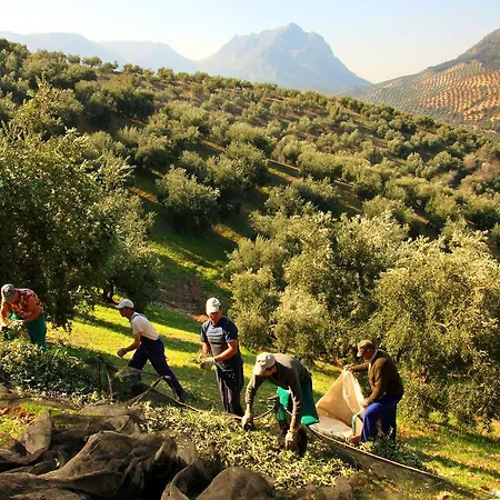 Casa Olea Rural *